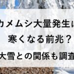 カメムシ 大量発生 寒くなる