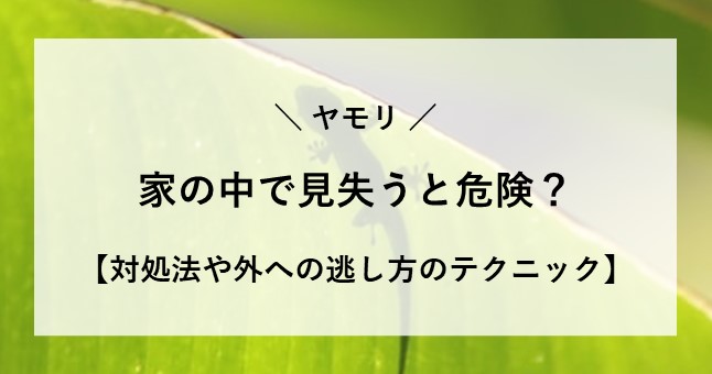 ヤモリ 家の中 見失う