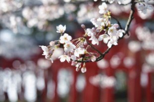 伊勢神宮 不思議体験