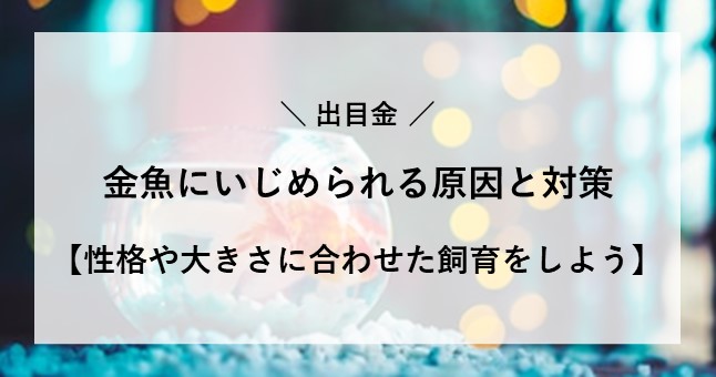 出目金 金魚 いじめ 対策