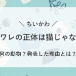 ちいかわのハチワレの正体や何の動物か？