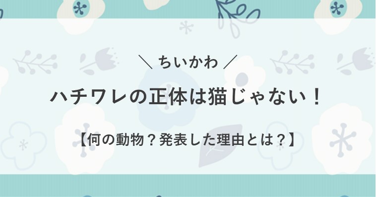 ちいかわのハチワレの正体や何の動物か？